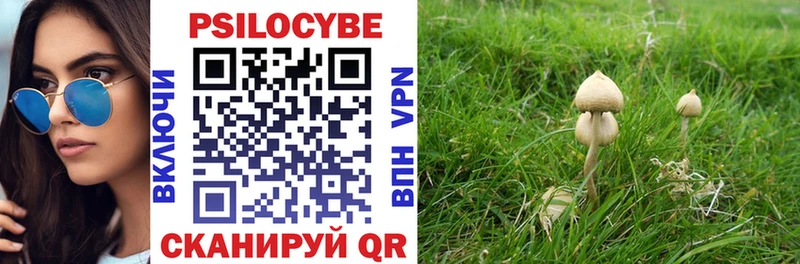 Галлюциногенные грибы Psilocybine cubensis это состав ссылка на мегу вход Курчалой хочу